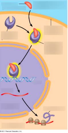 BIOL 111 - Chapter 11 - Intracellular Receptors Diagram | Quizlet