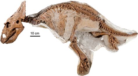 Chasmosaurus | Cleveland Museum of Natural History