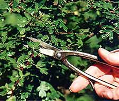 Bonsai Tree Pruning, Trimming and Pinching: Information about Pruning of Bonsai Trees