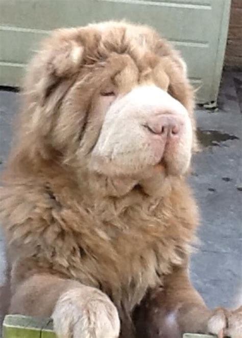Leo Bearcoat Shar Pei | Wrinkly dog, Shar pei puppies, Cute dogs breeds
