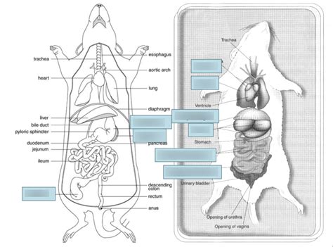 Mouse Muscle Anatomy Diagram - vrogue.co