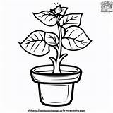 Plant Coloring Pages For Kindergarten sketch template