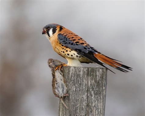 American Kestrel | Audubon Field Guide