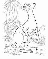 Free Printable Kangaroo Coloring Pages For Kids sketch template