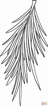 Evergreen Tree Branch coloring page  Free Printable Coloring Pages sketch template