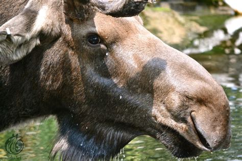 Moose - close up face by TaksArtPhotos on DeviantArt