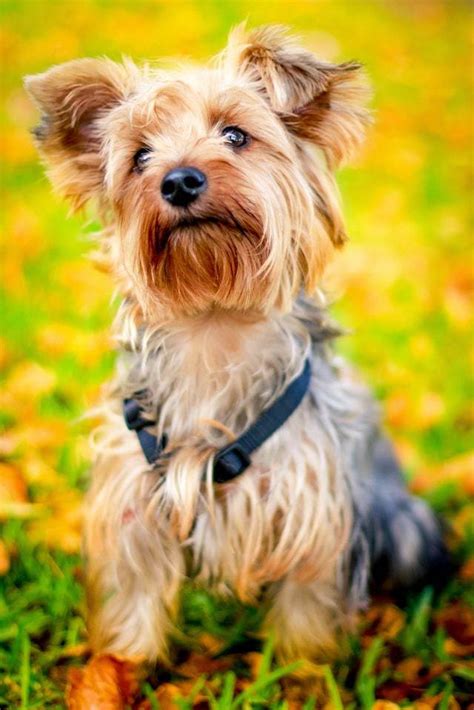 Best Dog Food For Yorkies - How To Feed Yorkshire Terrier