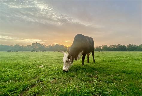 Grazing cattle, Texas | MATTHEW'S ISLAND