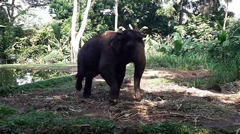 Gajah di kebun binatang dekat ITB kurang lebih. - YouTube