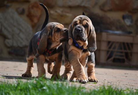 Special Tips for Taking Care of Bloodhound Puppies