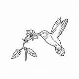 hummingbirds coloring pages 37206285 Vector Art At Vecteezy sketch template