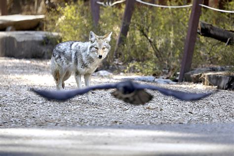 Wildlife is reclaiming Yosemite National Park | The Daily World