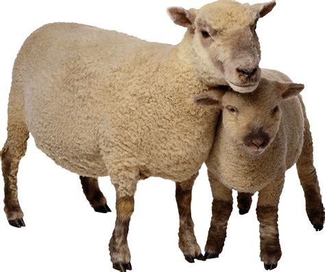 Sheep Clip art - Sheep Png Image png download - 2751*2313 - Free ...