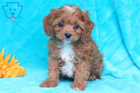 Sal | Cavapoo Puppy For Sale | Keystone Puppies #Cavapoo #keystonepuppies Baby Puppies For Sale ...
