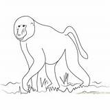 Baboon Coloring Pages For Kids Printable Free Download  sketch template