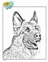German Shepherd Adult Cute Coloring Pages sketch template