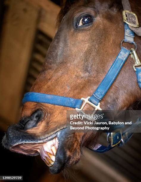 42 Horse Crazy Eyes Stock Photos, High-Res Pictures, and Images - Getty ...