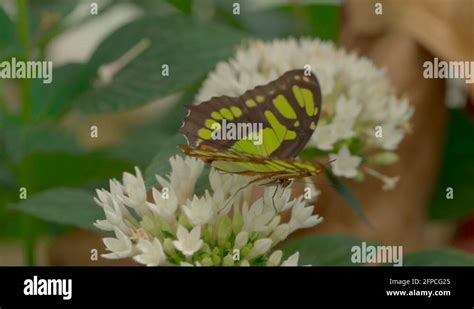 Butterfly flower pollination Stock Videos & Footage - HD and 4K Video Clips - Alamy