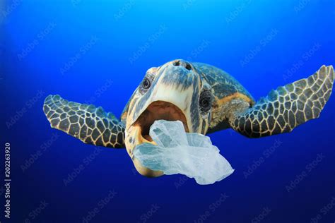 Turtle eats plastic bag. Environmental pollution of ocean with plastic ...