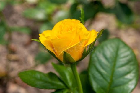 Yellow rose in the garden stock photo. Image of beautiful - 77958336