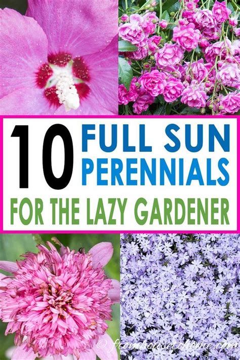 Perennials Meaning Bulbs - #bulbs #meaning #Perennials - #Perennials ...