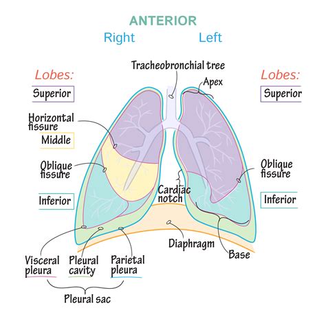 #grossanatomy #anatomy #respiratoryanatomy #lungs #pleura #ditki #meded #medicalscience # ...