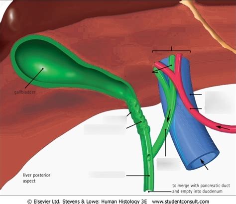 Anatomy - Porta hepatis Diagram | Quizlet