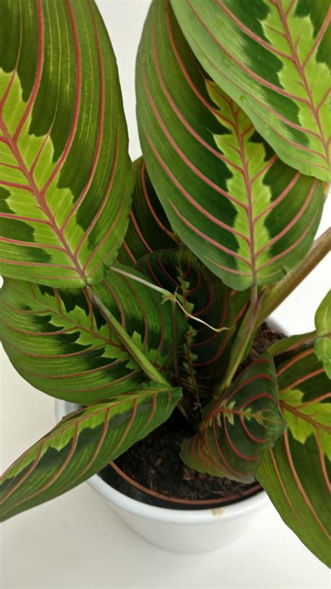 Calathea Maranta, small size indoor houseplant | HeyPlants