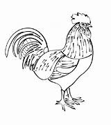 Dibujos de Gallo para colorear E Imprimir– ColoringOnlyCom sketch template