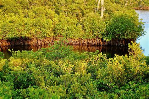 Mangroves