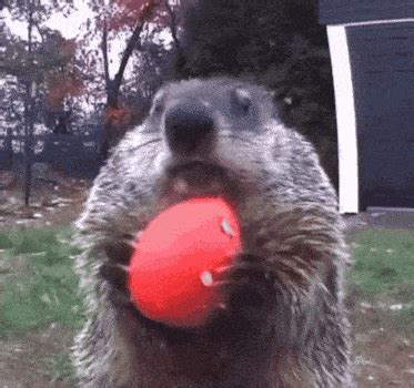 Groundhog Even He Was Weirded Tf Out GIF - Groundhog Even he was weirded tf out Groundhog ...