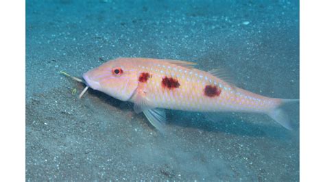 Spotted Goatfish | Reef Environmental Education Foundation