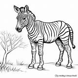 Zebra Coloring Pages  Free & Printable sketch template