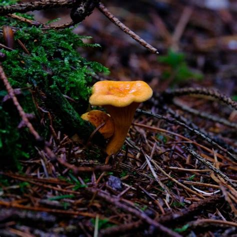 Cantharellus cibarius | All About Growing & Hunting Mushrooms