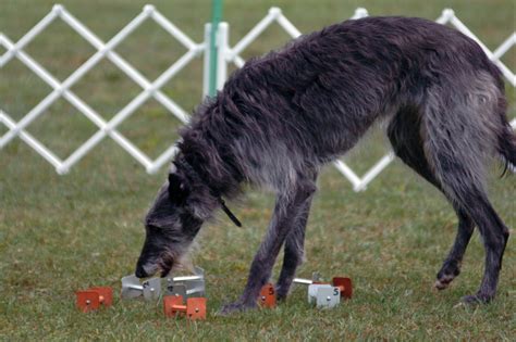 Scottish Deerhounds in Obedience with Record-Making Trainer | Pure Dog Talk