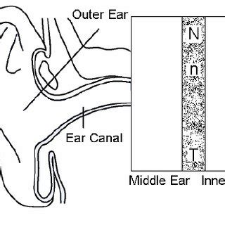 Schematic diagram of hearing sense organ | Download Scientific Diagram