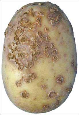 Potato Scab Treatment & Control | Planet Natural