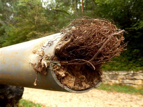 Clearing Blocked Drains Tree Roots Damage in Pipe