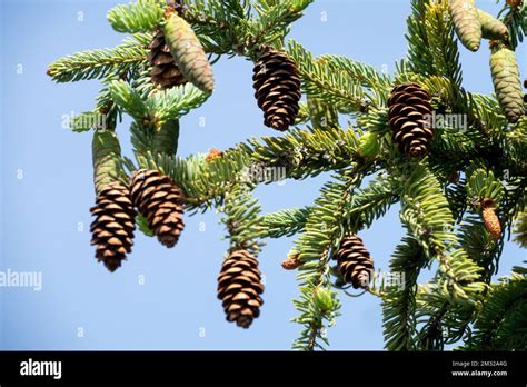 Picea, Cones, Branch, Picea mariana, Spruce, Cone Stock Photo - Alamy