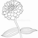Zinnia zinnia Elegans Flower Coloring Page/wall Art  Etsy sketch template