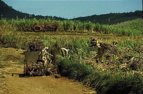 Sugar Cane Harvest Season in Mauritius - 1970s - Vintage Mauritius