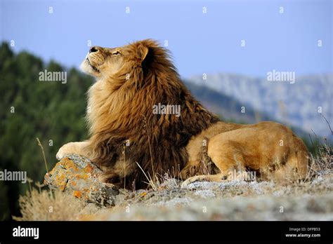 Barbary lion Panthera leo, extinct in wild- captive Stock Photo - Alamy