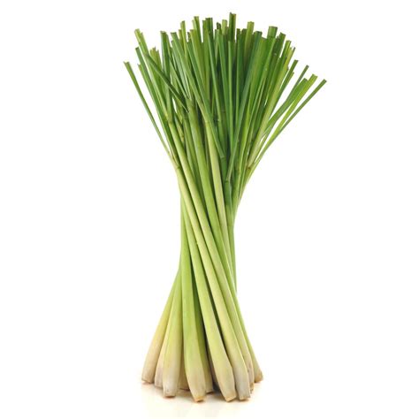 Lemongrass Seeds (Cymbopogon citratus) - Price €1.55