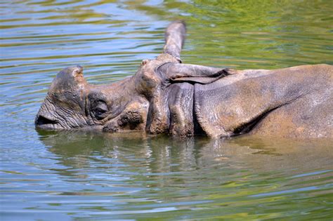 Greater One-Horned Rhinoceros | Indian Rhino Facts