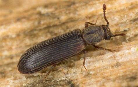 How To Identify And Get Rid Of Wood-Boring Beetles In Your Albany Home