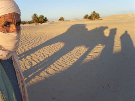 Free Images : landscape, sunset, desert, dune, shadow, dromedary, camels, silhouettes, habitat ...