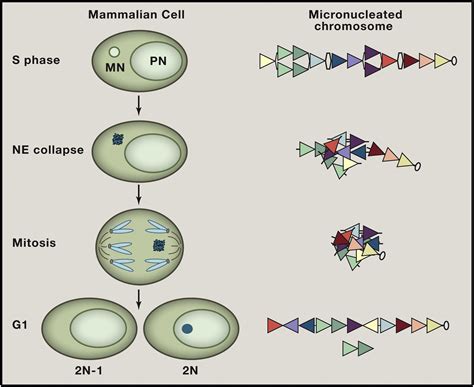 Linking Micronuclei to Chromosome Fragmentation: Cell