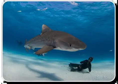 Tiger Shark Facts: Habitat ,Behavior .Diet & Human Interaction - SharkSider