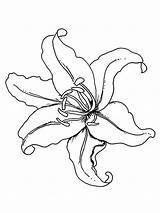 Lily coloring pages sketch template