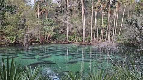 Record-setting number of manatees crowds state park